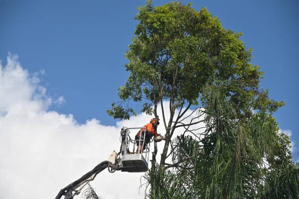 Best Tree Trimming and Pruning  in Ara, AL