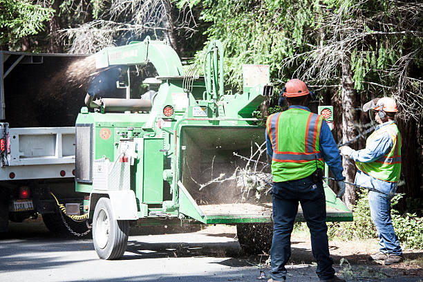 Trusted Ara, AL Tree Services Experts